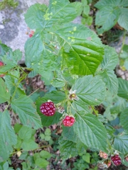 Rubus polonicus
