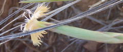 Dianthus micropetalus