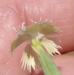 Dianthus micropetalus