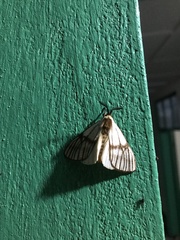 Anaphe