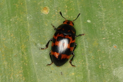 Mycotretus ornatus