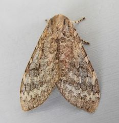 Pseudohemihyalea labecula