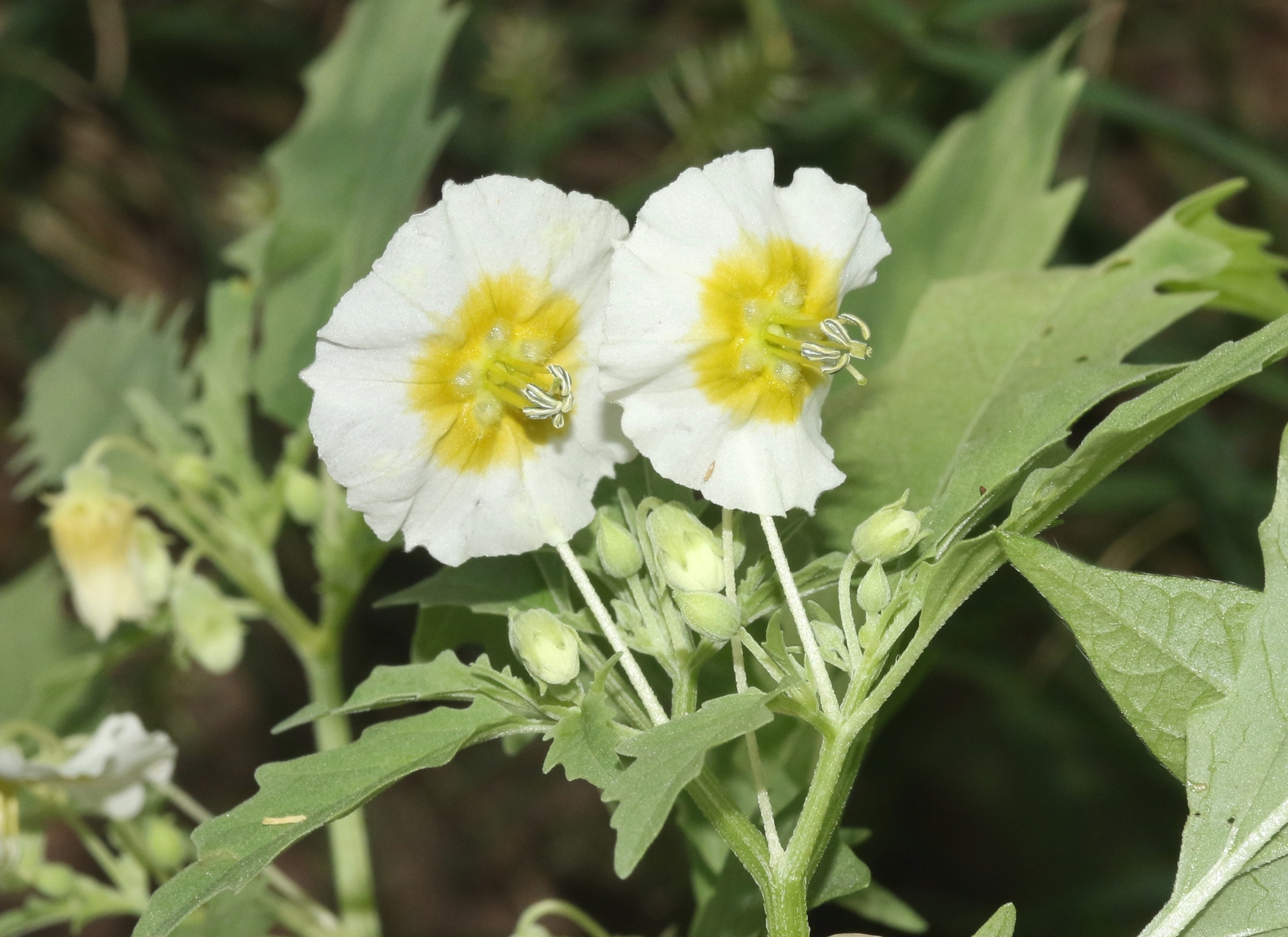 Physalis acutifolia