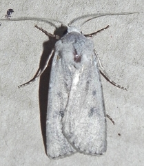 Agrotis vetusta