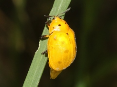 Chelymorpha phytophagica