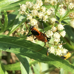 Chauliognathus profundus