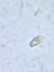 Cryptomonas paramecium