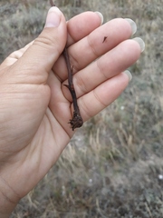 Orobanche cumana