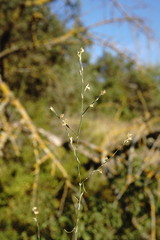 Bufonia parviflora