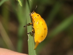 Chelymorpha phytophagica