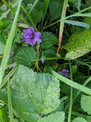 Malva sylvestris