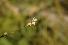 Bufonia parviflora