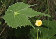 Abutilon mollicomum