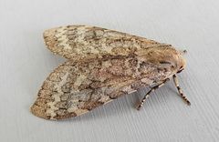 Pseudohemihyalea labecula