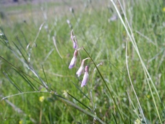 Vicia parviflora