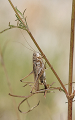Platycleis affinis affinis