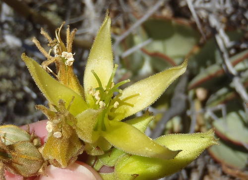 Cotyledon cuneata