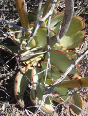 Cotyledon cuneata