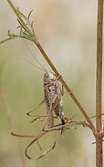 Platycleis affinis affinis