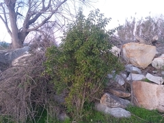 Schinus latifolia