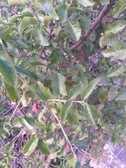 Schinus latifolia
