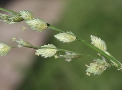 Eragrostis superba