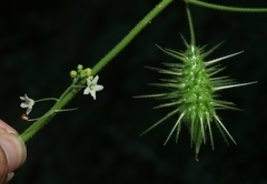 Echinopepon wrightii