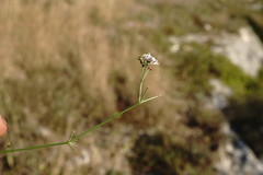 Asperula supina