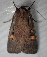 Adelphagrotis indeterminata