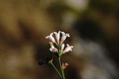 Asperula supina