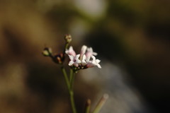 Asperula supina