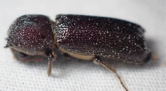 Amphicerus cornutus