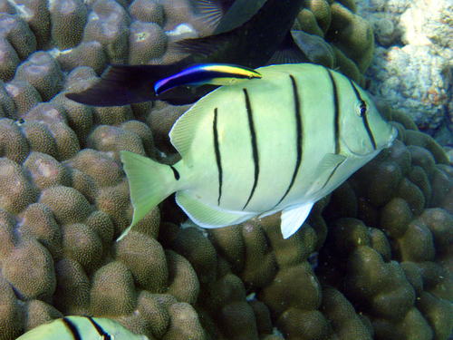 Hawaiian Convict Surgeonfish