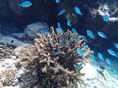 Chromis atripectoralis