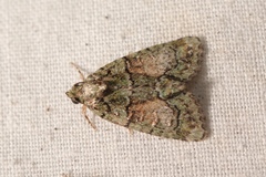 Cryphia pallida