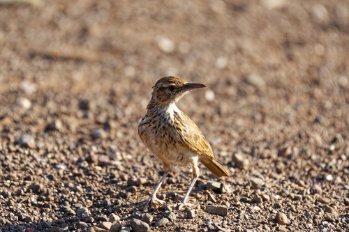 Karoo Long-billed Lark