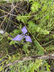 Moraea algoensis