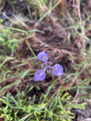 Moraea algoensis