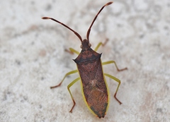 Plinachtus imitator