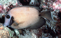 Blackcheek Surgeonfish photo 2