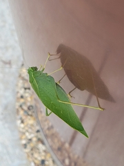 Microcentrum rhombifolium