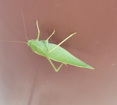 Microcentrum rhombifolium