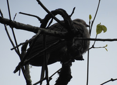 Columba elphinstonii