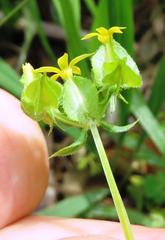 Sebaea micrantha micrantha