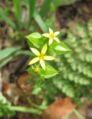 Sebaea micrantha micrantha