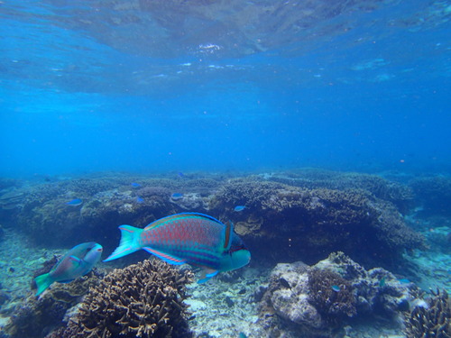 Cetoscarus ocellatus