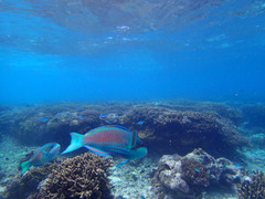 Cetoscarus ocellatus