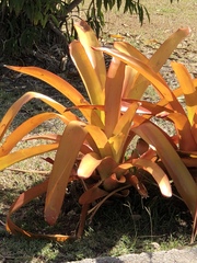 Aechmea blanchetiana
