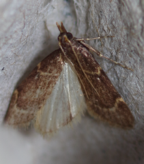 Aglossa electalis