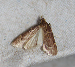Aglossa electalis